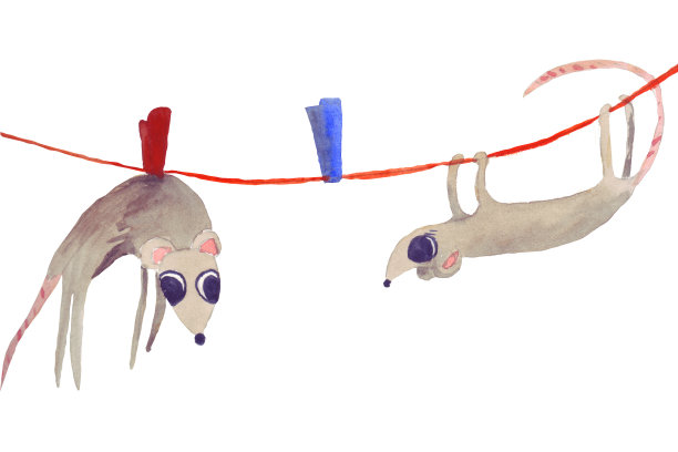 老鼠们洗澡洗漱后挂在绳子上晾干。图片下载