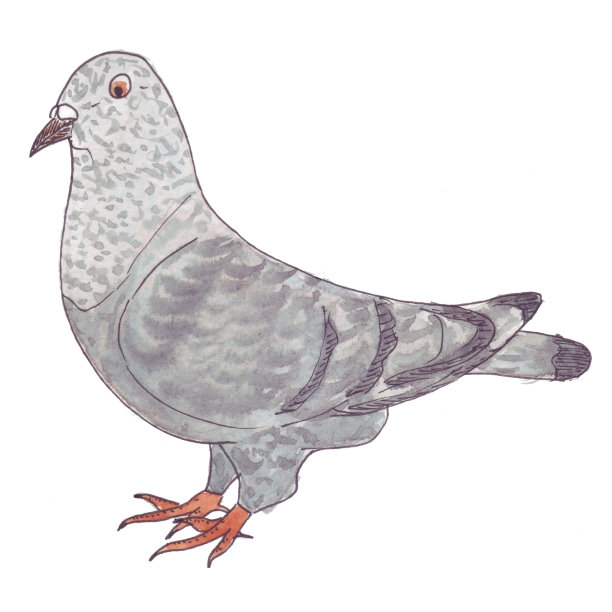 鸽子——威尼斯的象征之一。图片下载