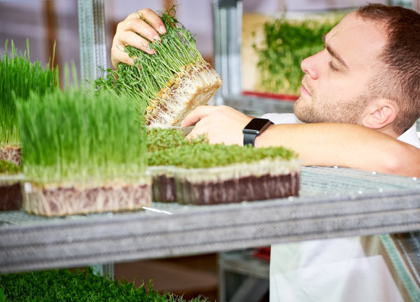 园丁在温室检查玉米幼苗发芽图片下载