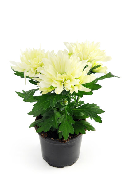 白色菊花花盆上白色孤立的背景图片下载