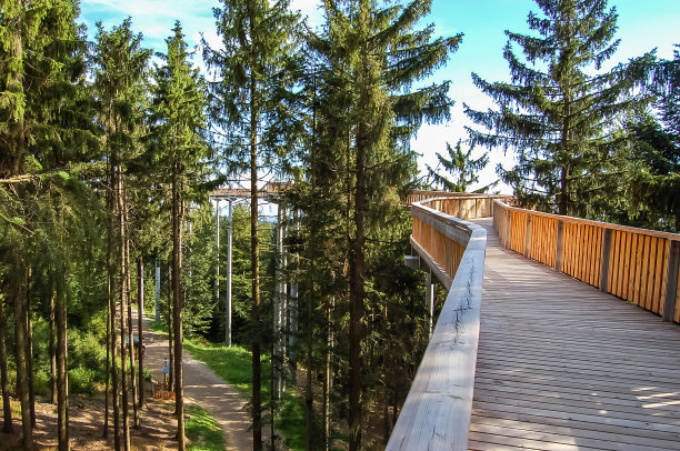 走在树顶上的小路上图片下载