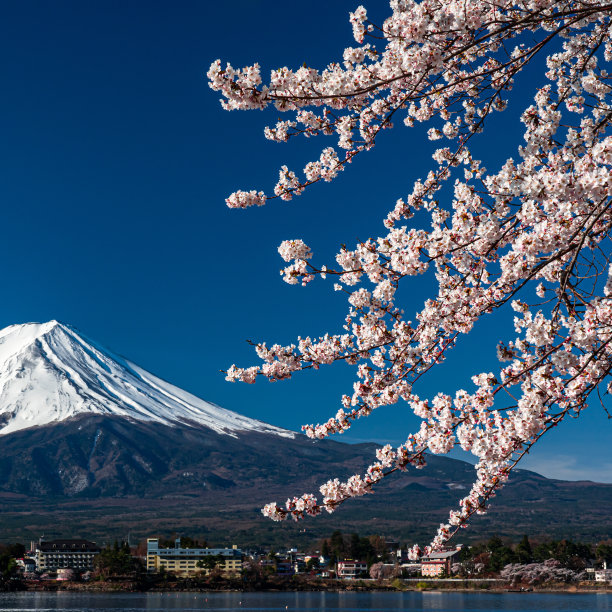 日本富士山上盛开樱花的春天。图片下载