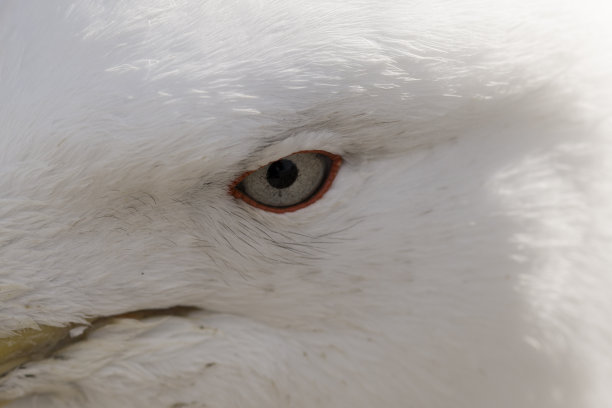 大西洋海岸的海鸥。南美洲。图片下载