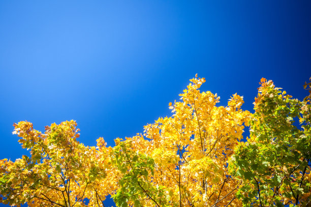 明媚的秋日，黄色的树叶映衬着蓝色的天空图片下载