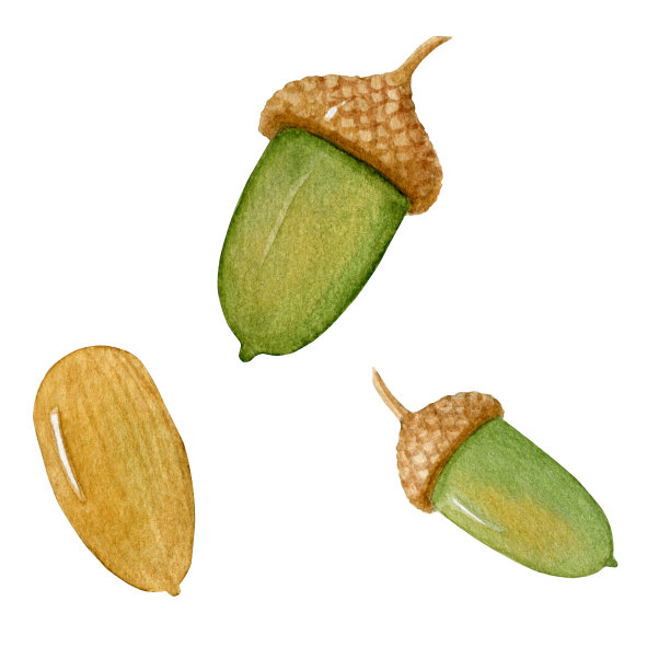 水彩橡子集，橡树图片下载