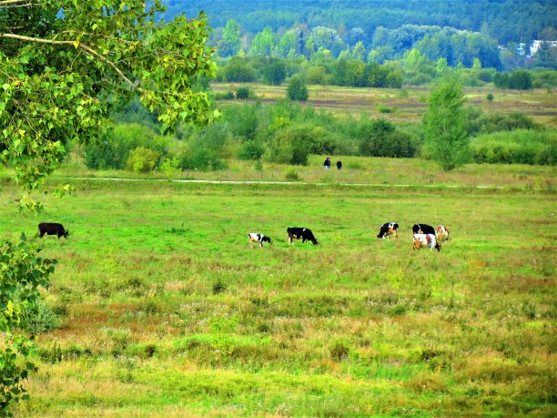 奶牛在夏天的农田里吃草。图片下载