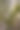 核桃树皮上的绿色苔藓特写。核桃树树皮和森林青苔的库存照片。图片下载