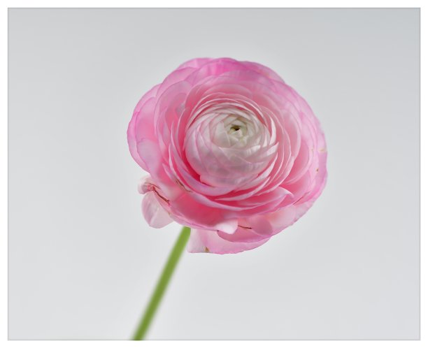 粉红色的花图片下载