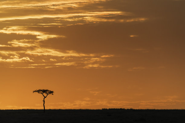 马赛马拉日出时地平线上的金合欢树图片下载