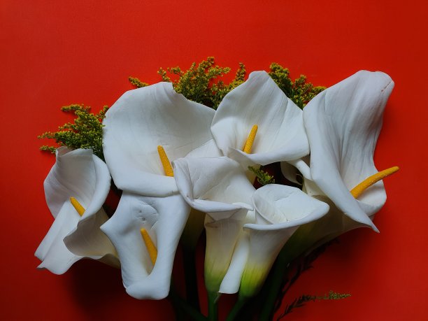 白色马蹄莲花在花束和橙色的背景图片下载