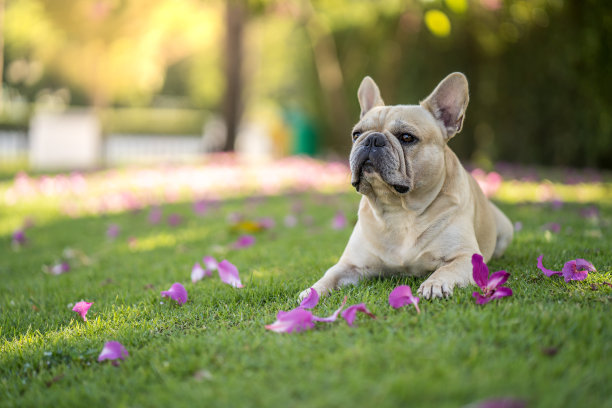 法国斗牛犬图片下载