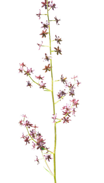 草本嚏根草(Veratrum maakii图片下载