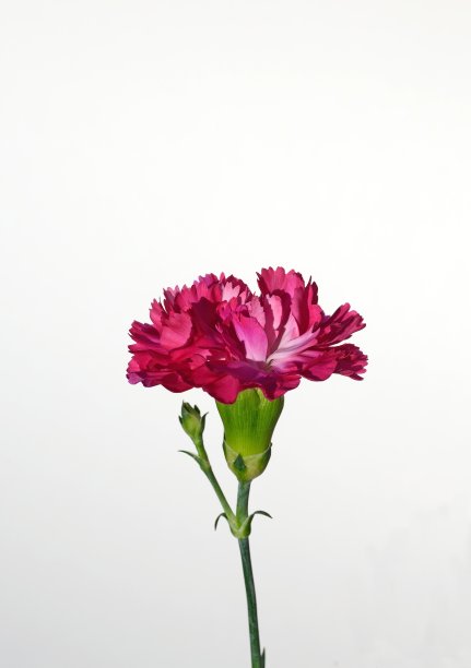 英国，白色背景下的一朵粉红色康乃馨图片下载