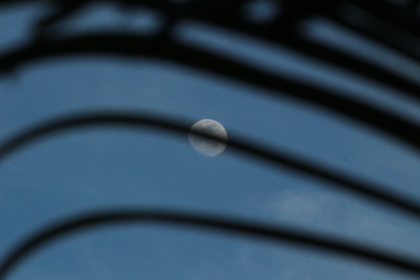 在夜晚捕捉棕榈叶间的月亮图片下载