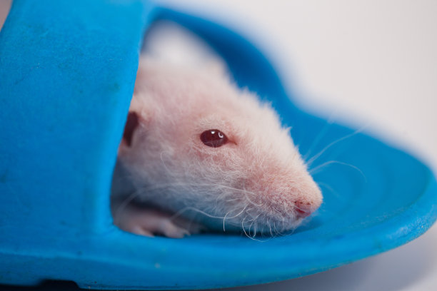 疾病的概念。老鼠感觉不舒服。谎言和休息图片下载