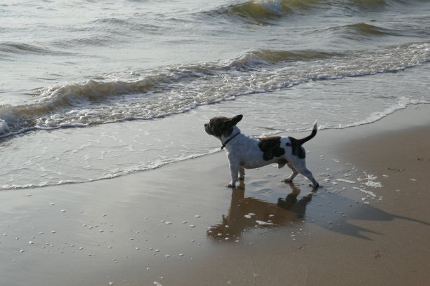 一只羚羊站在海滩上望着大海。图片下载