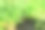 夏日的绿草自然的背景纹理。近距离新鲜的草地景观。公园草坪的模式。图片下载