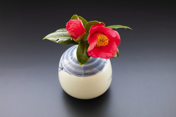 庆祝日和新年上的山茶花图片下载