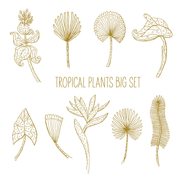 植物叶片和花朵矢量涂鸦插图图片下载