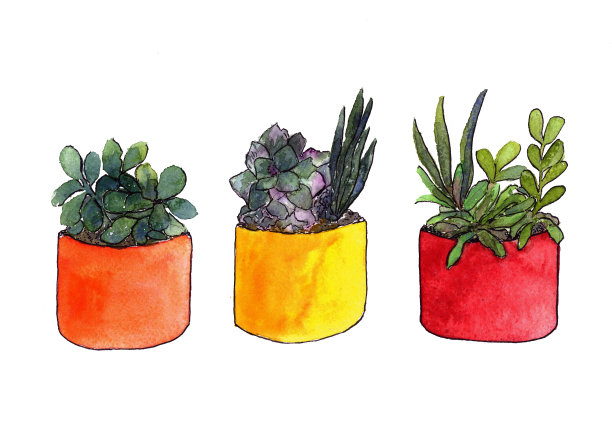 一套多肉植物在盆在背景图片下载