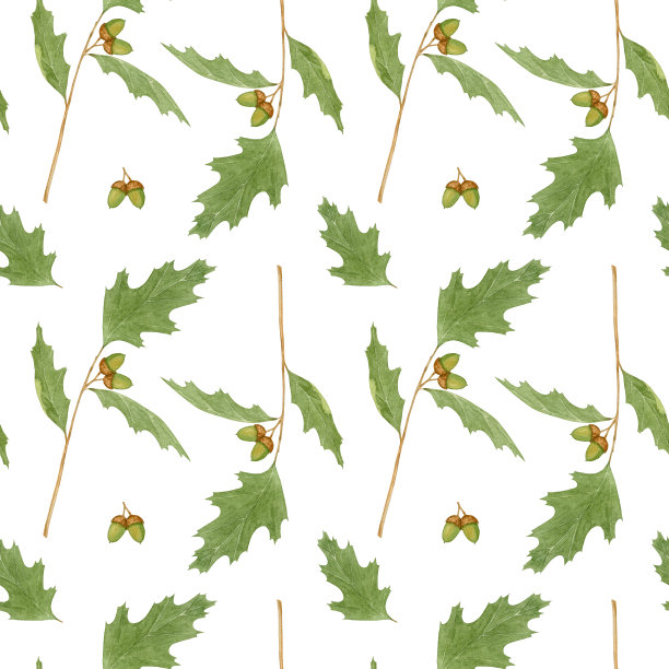 橡树枝桠水彩无缝上白图案图片下载