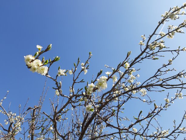 春天的花朵图片下载