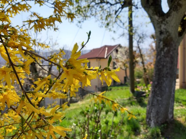 春天的花朵图片下载