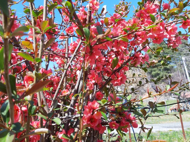 春天的花朵图片下载