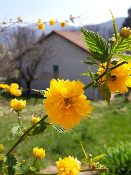 春天的花朵图片下载