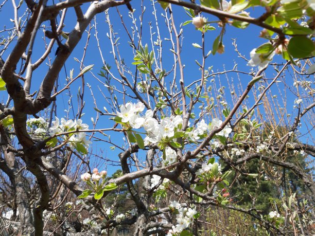 春天的花朵图片下载