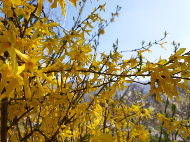 春天的花朵图片下载