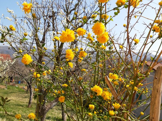 春天的花朵图片下载