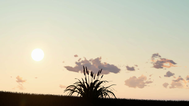 植物在日落景观背景，3D渲染图片下载