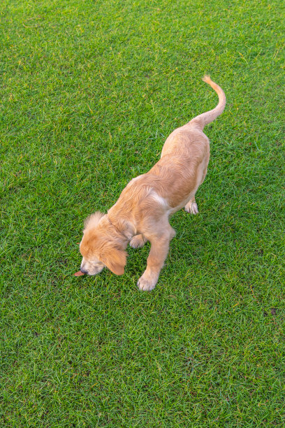 俯视图照片的金毛猎犬小狗走在草地上图片下载