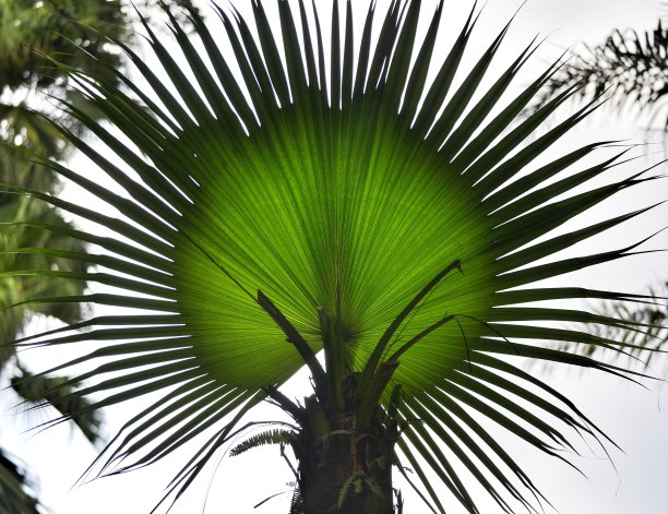 背光的棕榈树叶子看起来像太阳图片下载