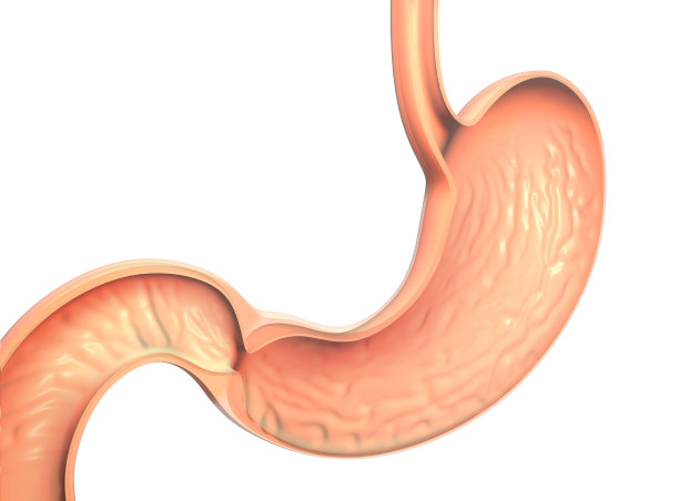 胃内部的解剖三维图解。图片下载
