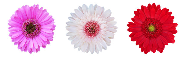 三非洲菊雏菊花，粉红色，浅粉色和红色顶部视图孤立在白色背景，剪辑路径包括图片下载