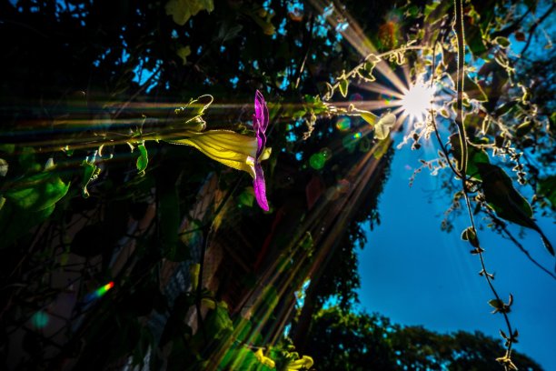 光线与自然图片下载