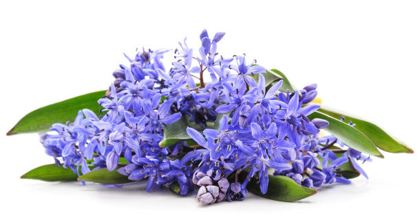 束蓝色的雪花莲。图片下载