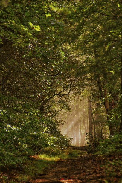 看到光图片下载