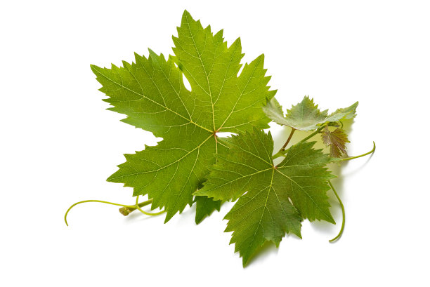 来拍摄图片下载