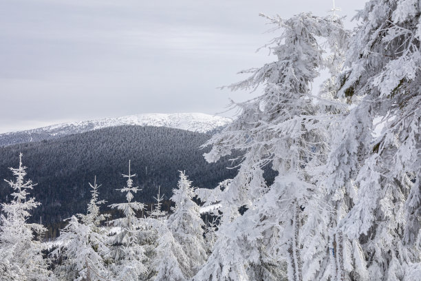 Beskid Zywiecki。冬天在波兰。这张照片是在徒步前往扎布尼卡村附近的瑞斯安卡时拍摄的。冬天白雪皑皑的山脉。图片下载