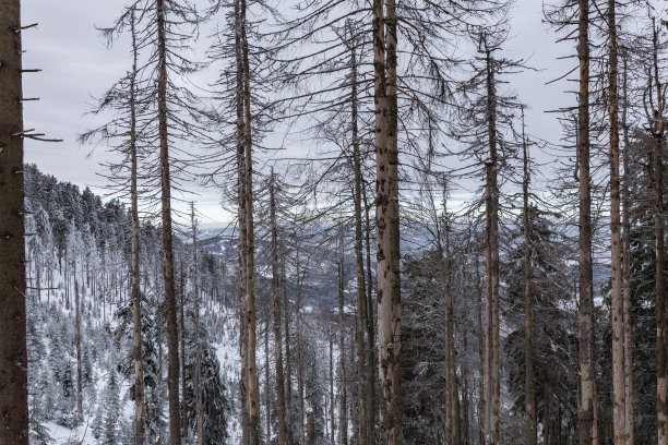 Beskid Zywiecki。冬天在波兰。这张照片是在徒步前往扎布尼卡村附近的瑞斯安卡时拍摄的。冬天白雪皑皑的山脉。图片下载