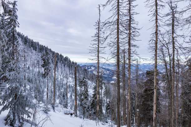Beskid Zywiecki。冬天在波兰。这张照片是在徒步前往扎布尼卡村附近的瑞斯安卡时拍摄的。冬天白雪皑皑的山脉。图片下载