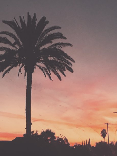 洛杉矶的棕榈树和美丽的日落。图片下载