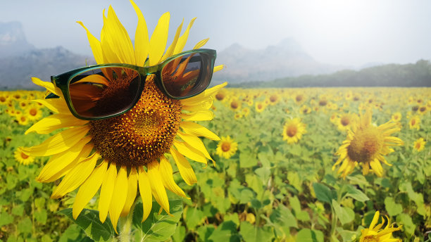 向日葵戴着墨镜图片下载