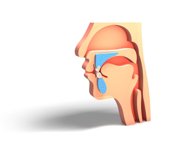 3D人体头部清空，耳鼻喉科耳鼻喉科。呼吸、形象。素材图片