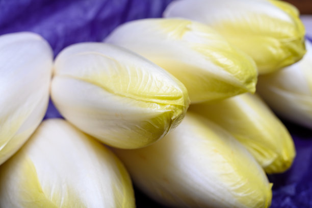 新鲜的白色比利时菊苣或菊苣头图片下载