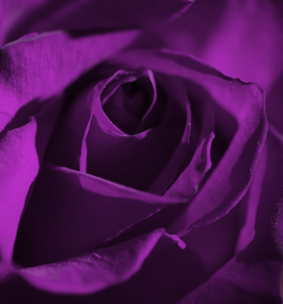 傍晚阳光下的紫色玫瑰。关闭了。情人节图片下载