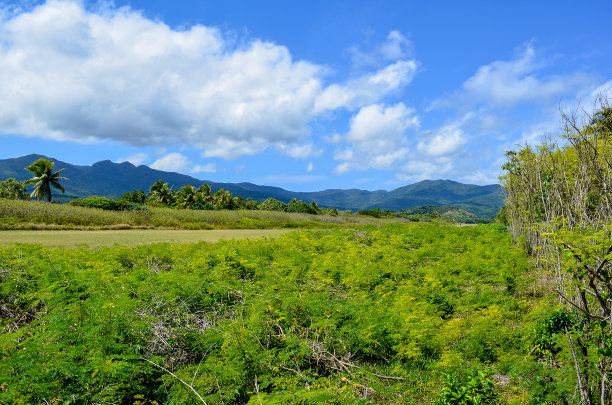 丛林中植被繁茂图片下载